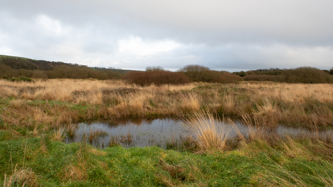 A pond in a marshy grassland on a cloudy winter's day. 