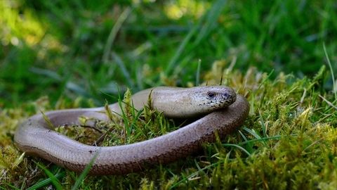 slow worm basking on a grassy mound