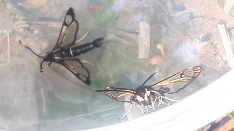 White Barred Clearwing Moths