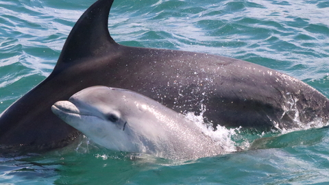 Bottlenose Dolphin and calf 2