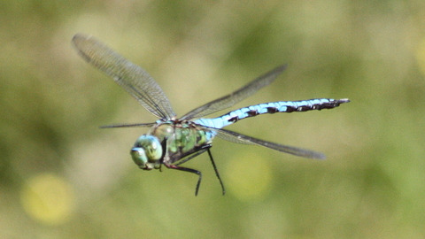 Emperor Dragonfly flying