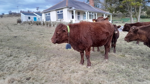 A heard of Devon red cows with GPS collars at Allt Rhongyr. There is a white house behind the grassland.