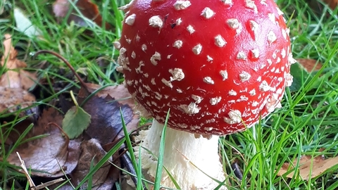 Fly Agaric toadstool in grass