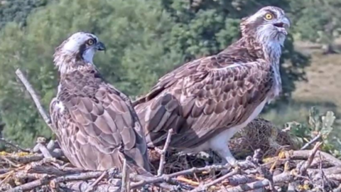 osprey pair on nest on Usk Valley