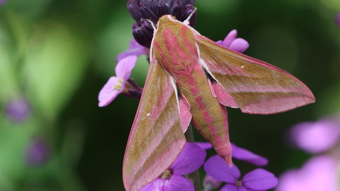 Elephant Hawk Moth