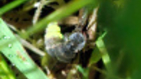 Glow worm in the grass