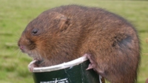 Water Vole
