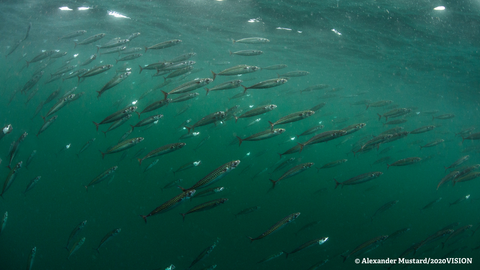 Shoal Mackerel