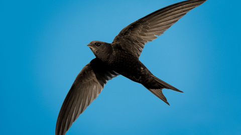 Swift against blue sky