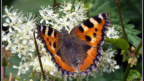 Small Tortoiseshell butterfly on white flowers