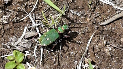 Green Tiger Beetle