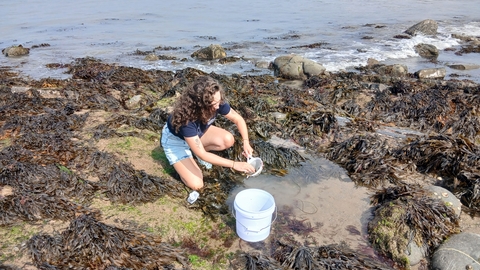 Adult rockpooling