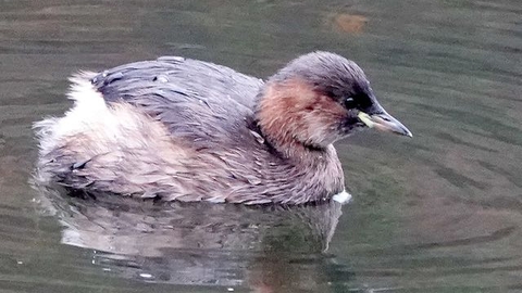 Brown dabchick on water