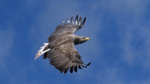 White-tailed eagle in flight