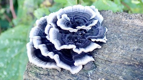 Blue-striped bracket fungus