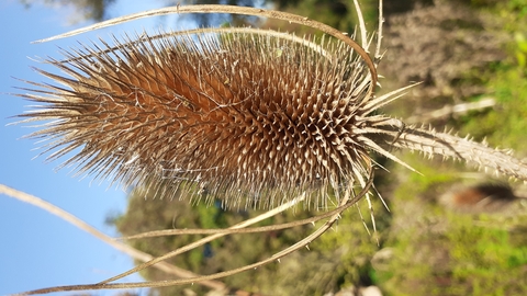 teasel seedhead
