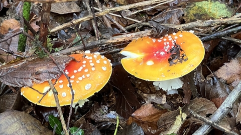 Two specimens of orange/red capped fly agaric fungi growing in leaf litter