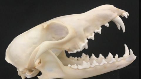 Fox skull