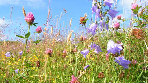 A colourful meadow with pink and purple flowers amongst grasses against a bright blue sky. 
