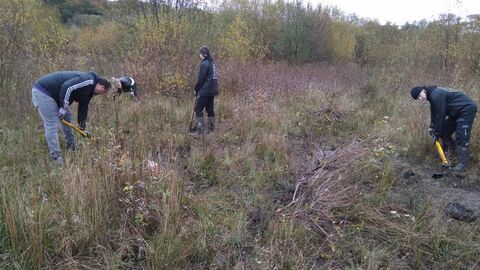 Three volunteers removing tree saplings using tree poppers on a nature reserve 