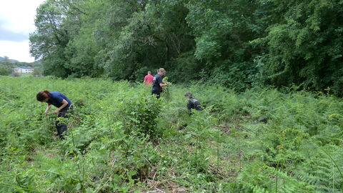 Four volunteers removing invasive Himalayan Balsam from a reserve