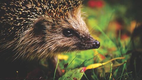 hedgehog in grass
