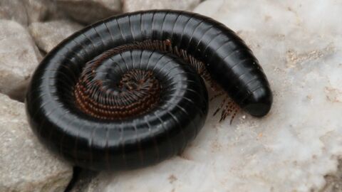 millipede curled up on a rock