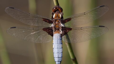 A male broad-bodied chaser, with a wide blue abdomen, resting on a stem