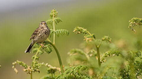 Meadow pipit