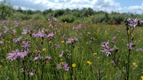 A field of wildflowers