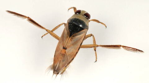 A greater water boatman. It's a brownish bug with its back legs modified for swimming. looking like long oars