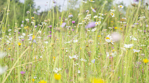 Close up photo of a wildflower meadow, with yellow, white and pink flowers. 