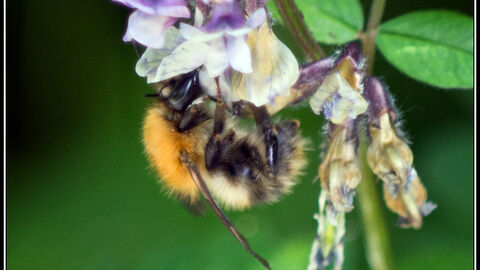Common carder bee on flower