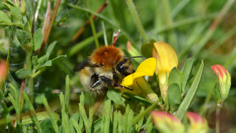 Brown-banded Carder Bee