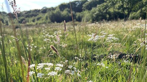 grassland with wild caraway