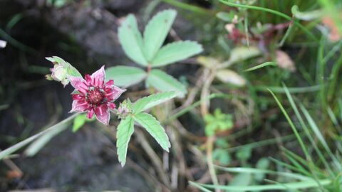 Image of Marsh Cinquefoil