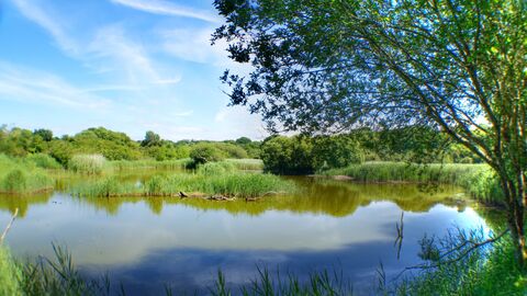 view of marsh and pond from kingfisher hide