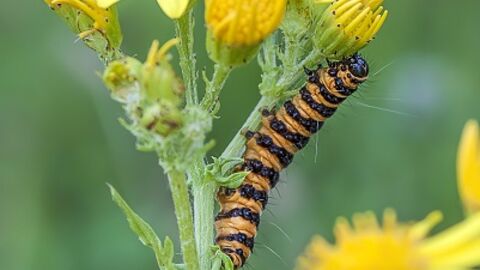 cinnabar moth caterpillar on ragwort flower