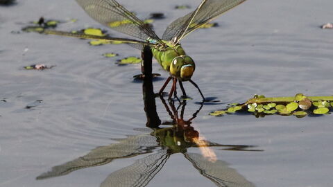 Emperor Dragonfly dropping eggs into water