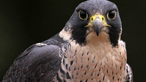 Peregrine Falcon