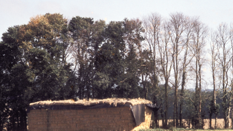 Elm hedgerow showing progression of Dutch Elm Disease