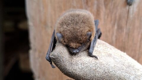 Close up of bat