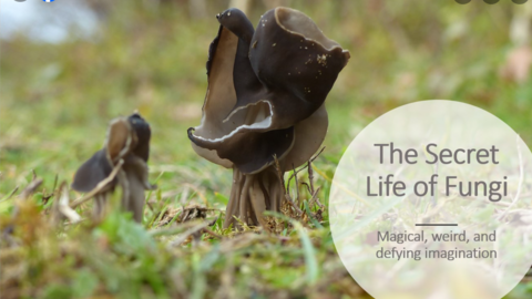 Two brown fungi in grass next to circle with The Secret Life of Fungi text.