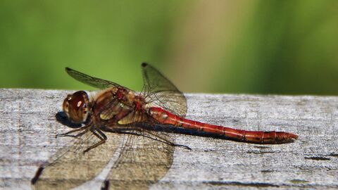 Red-bodied dragonfly resting on a wooden plank in the sunshine