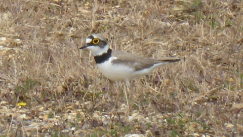 Little Ringed Plover