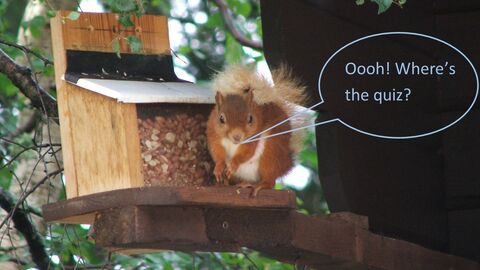 Squirrel sitting next to a nut feeder.  Text says Oooh! Where's the quiz?
