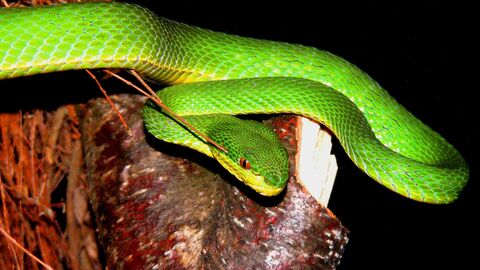 Green pitviper
