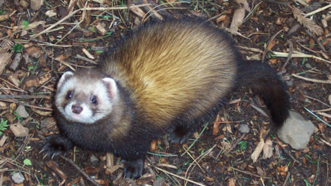 A polecat