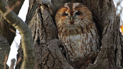 A brown owl sat in a hole in a tree trunk