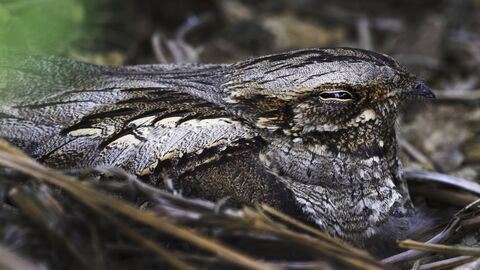 Nightjar 